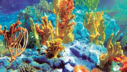 Aquariums